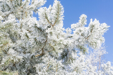 Wall Mural - The branches of the Christmas tree in the snow