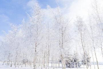 Wall Mural - Winter landscape in the Park