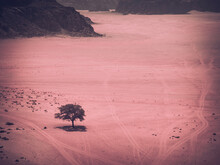 View From Lawrence’s Spring Of A Lonely Tree In The Red Rocky Desert Wadi Rum, Jordan.