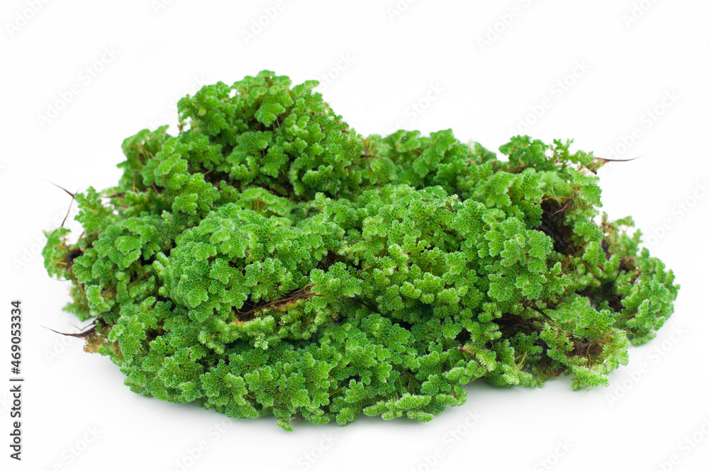 Green floating Azolla Pinnata (Azolla microphylla) isolated on white ...