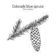 Blue spruce Picea pungens , state tree of Colorado