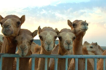 Group of Camel faces 