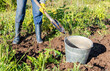 © Alexandr Blinov - Harvesting organic potatoes in metal bucket and shovel
