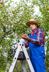 Wall Mural - Senior farmer checks the harvest in his orchard. Male holding an apple in his hand examining fresh fruit. Busy farmer harvesting his crops.