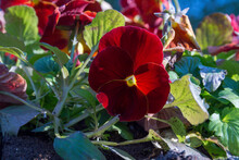 Large Red Pansy Flowers Grow In A Concrete Flower Bed.