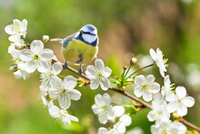 Little Bird Sitting On Branch Of Blossom Cherry Tree. The Blue Tit ( Parus Caeruleus)