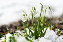 First Spring Flowers. Snowdrop Flowers Blooming In Snow Covering
