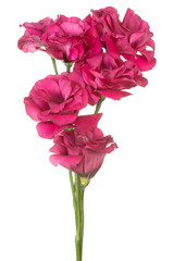 Wall Mural - eustoma flower isolated