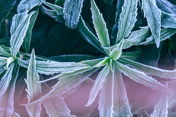 Aufkleber - Close up beautiful surface of frozen plant background winter-autumn .