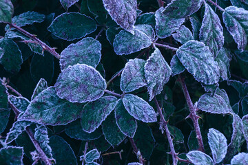 Aufkleber - Close up beautiful surface of frozen plant background winter-autumn .
