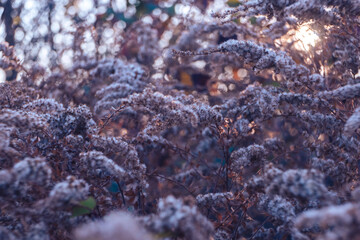 close up withered plant, bright shining bokeh, fluffy inflorescences, sunny autumn day, season, weat