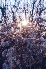 Aufkleber - Tall withered plant, bright shining bokeh, fluffy inflorescences, sunny autumn day, season, weather, selective focus, splash, spider webs, light, flora, glade, goldenrod, brown stems
