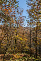 Canvas Print - Lapleau (Corrèze, France) - Vue automnale en foret