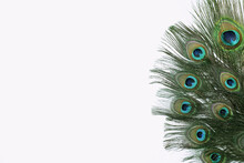 Beautiful Bright Peacock Feathers On White Background
