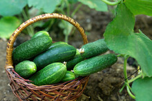 Freshly Picked Cucumbers In A Wicker Basket