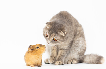 Wall Mural - cat and guinea isolated on white background