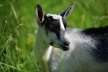 Wall Mural - Portrait of a domestic goat's head in a meadow