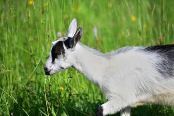 Wall Mural - The domestic goat grazes on a green grass meadow 