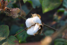 Cotton Flower In The Cotton Flower Field.As Raw Material Apparel, Fashion Clothes.