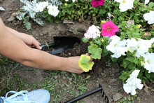 Woman Planting Petunias Flowers In Garden