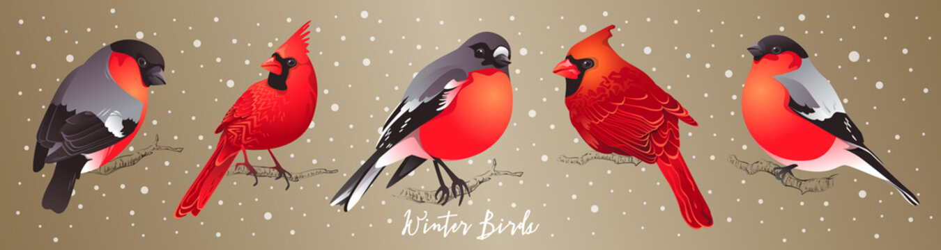Set of winter birds