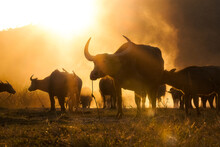 Wildebeest At Sunset, Buffalo And Cow On The Glass Savanna Field At Koh Samui , Suratthani ,thailand
