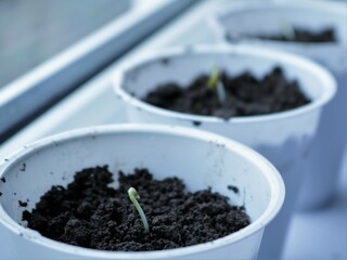 Wall Mural - white plastic containers with small sprouted cannabis sprouts standing on the windowsill, growing marijuana at home from seeds, young cannabis seedlings in white pots by the window in the apartment