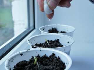 Wall Mural - gentle watering of freshly planted seedlings in white containers on the windowsill, gentle moistening of young plants in pots, drip irrigation of small potted sprouts using cotton wool