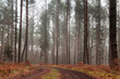 Jesienny las w mglisty poranek
