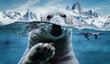 Eisbär  wildlife polar bear antarktis