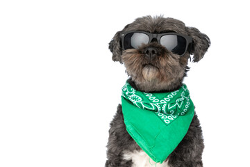 Wall Mural - cool black dog wearing sunglasses and a green bandana