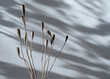 Dried poppy seed-heads against white background with harsh shadows.