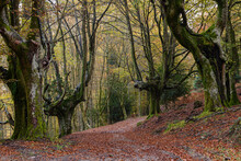 A Dirt Road Runs Between Two Rows Of Two Beech Trees, With The Trunks Full Of Green Moss, The Path Turns To The Right And Gets Lost Among The Trees, In The Background A Forest In The Middle. On The Gr