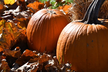 Canvas Print - Pumpkins and Dry Sycamore Leaves in an Autumn Yard