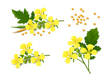 Three Sprigs Of Flowering Mustard Plant (Brassica Alba) With Yellow Flowers, Leaves, Pods And Seeds Isolated On White Background. Realistic Vector Illustration