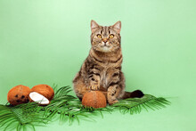 The Cat Stands With Its Paw On A Coconut. Tabby Cat On A Green Background Among Palm Leaves And Coconuts.