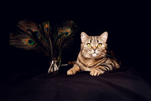The Cat Is Isolated On A Black Background With Feathers. Cat And Palvin Feathers In A Vase. Tabby Scottish Cat.