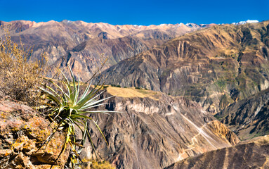 Canvas Print - Scenery of the Colca Canyon in Peru, one of the deepest canyons in the world