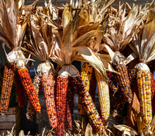Stalks Of Corn On The Cob Hanging In The Autumn Market