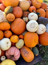 Pile Of Pumpkins On A Pallet