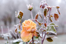 Rose Flower. Rosebud. Rose Flower And Bud In Hoarfrost. Roses In The Fall