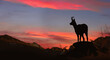 young chamois observes the sunset on the rock