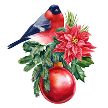Bullfinch And Flower Poinsettia, Spruce Branches. Watercolor Christmas Illustration
