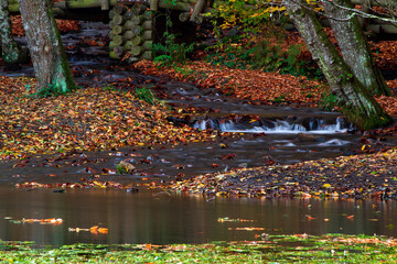 Wall Mural - autumn in the park