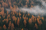 Fototapeta Na ścianę - alberi autunno autunnale 