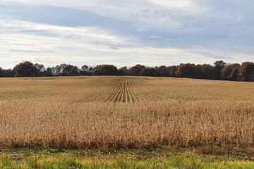 Wall Mural - Soybean Field