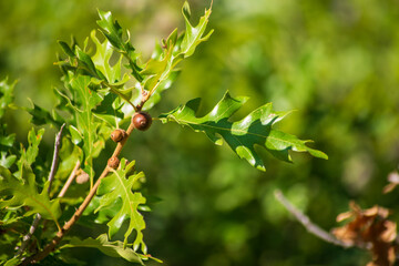 scrub oak