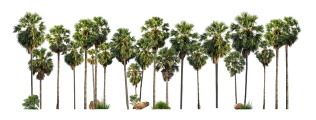 Poster - Sugar palm trees isolated on white background,Thailand