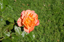 Orange Flowering Rose With Bee Hiding In Centre