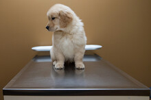 9 Week Old Golden Retriever Puppy Dog On An Examination Table At Veterinary Office